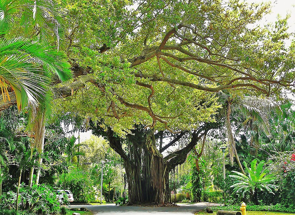 Coconut Grove Street 20100321